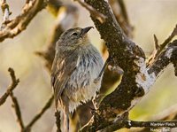 Warbler Finch - Certhidea olivacea