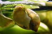 수초를 먹는 물달팽이