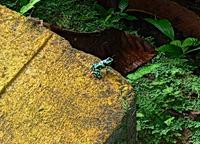 Green and Black Poison Dart Frog  