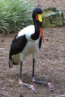 Saddle-billed Stork(안장부리황새)