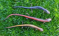 : Plethodon cinereus; Red-backed Salamander