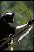 : Indri indri; Indris