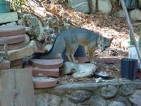 : Urocyon cinereoargenteus; Gray Fox