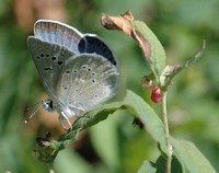 : Icricia icarioides blackmorei; Boisduval's Blue (=puget Blue);