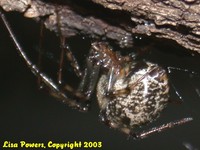 : Achaearanea tepidariorum; American House Spider