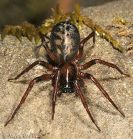 : Callobius severus; Spider