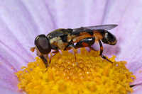 : Syritta pipiens; Hover Fly
