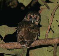 Brown Wood-Owl,  Doi Chiang Dao
