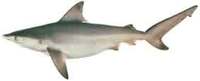 Pigeye Shark - Carcharhinus amboinensis