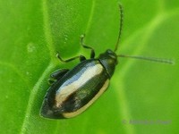 Phyllotreta undulata - Small Turnip Flea beetle