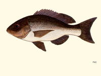 Apsilus dentatus, Black snapper: fisheries
