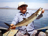 Scomberomorus concolor, Monterey Spanish mackerel: fisheries, gamefish