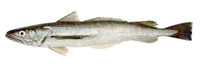 Merluccius hubbsi, Argentine hake: fisheries