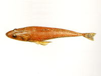 Platycephalus richardsoni, Tiger flathead: fisheries, gamefish