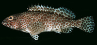 Epinephelus faveatus, Barred-chest grouper: fisheries