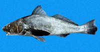 Menticirrhus panamensis, Panama kingcroaker: fisheries
