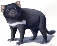 Image of: Sarcophilus harrisii (Tasmanian devil)