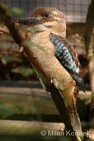 Dacelo leachii - Blue-winged Kookaburra