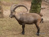 Capra ibex - Alpine Ibex