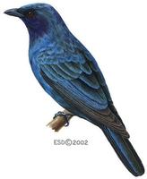 Image of: Coracina azurea (blue cuckooshrike)