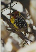 Image of: Trachyphonus erythrocephalus (red-and-yellow barbet)