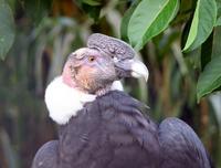 Image of: Vultur gryphus (Andean condor)