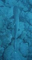 Image of: Triaenodon obesus (whitetip reef shark)
