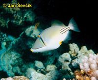 Rhinecanthus assasi - Arabian Picassofish