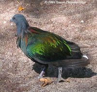 Nicobar Pigeon - Caloenas nicobarica