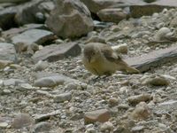 Tibetan Snowfinch - Montifringilla adamsi