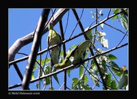 Pompadour Green-Pigeon - Treron pompadora