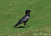 Torresian Crow - Corvus orru