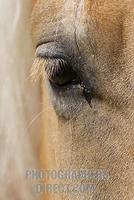 Eye of Haflinger horse , Seiser Alm , South Tyrol , Italy stock photo