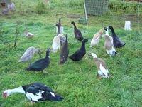 A selection of duck breeds that include Indian Runner, Cayuga, Abacot Ranger, Blue Campbell and ...