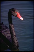 : Cygnus atratus; Black Swan