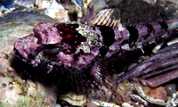 : Artedius corallinus; Coralline Sculpin