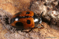 : Diaperis maculata; Spotted Fungus Beetle