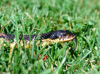 : Heterodon platirhinos; Eastern Hognose Snake
