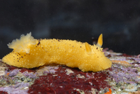 : Doris montereyensis; Monterey Sea-lemon