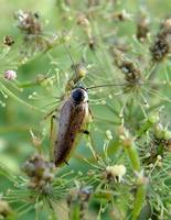 Ectobius lapponicus - Dusky Cockroach