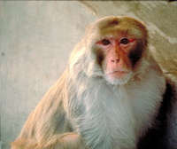 Rhesus macaque (Macaca mulatta)