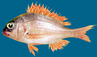 Pagellus bellottii, Red pandora: fisheries