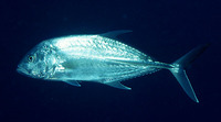 Caranx papuensis, Brassy trevally: fisheries, aquaculture, gamefish