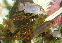 Iodotropheus sprengerae, Lavender mbuna: aquarium
