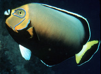 Chaetodontoplus conspicillatus, Conspicuous angelfish: aquarium