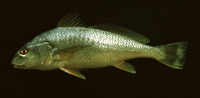 Micropogonias altipinnis, Tallfin croaker: fisheries