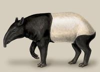 Image of: Tapirus indicus (Malayan tapir)
