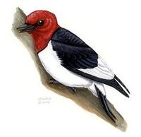 Image of: Melanerpes erythrocephalus (red-headed woodpecker)