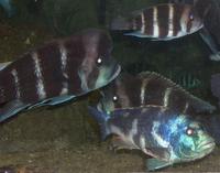 Image of: Cyphotilapia frontosa (frontasa cichlid), Nimbochromis venustus