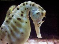 Image of: Hippocampus abdominalis (large seahorse)